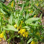 Uvularia grandiflora, Merrybells or Bellwort
